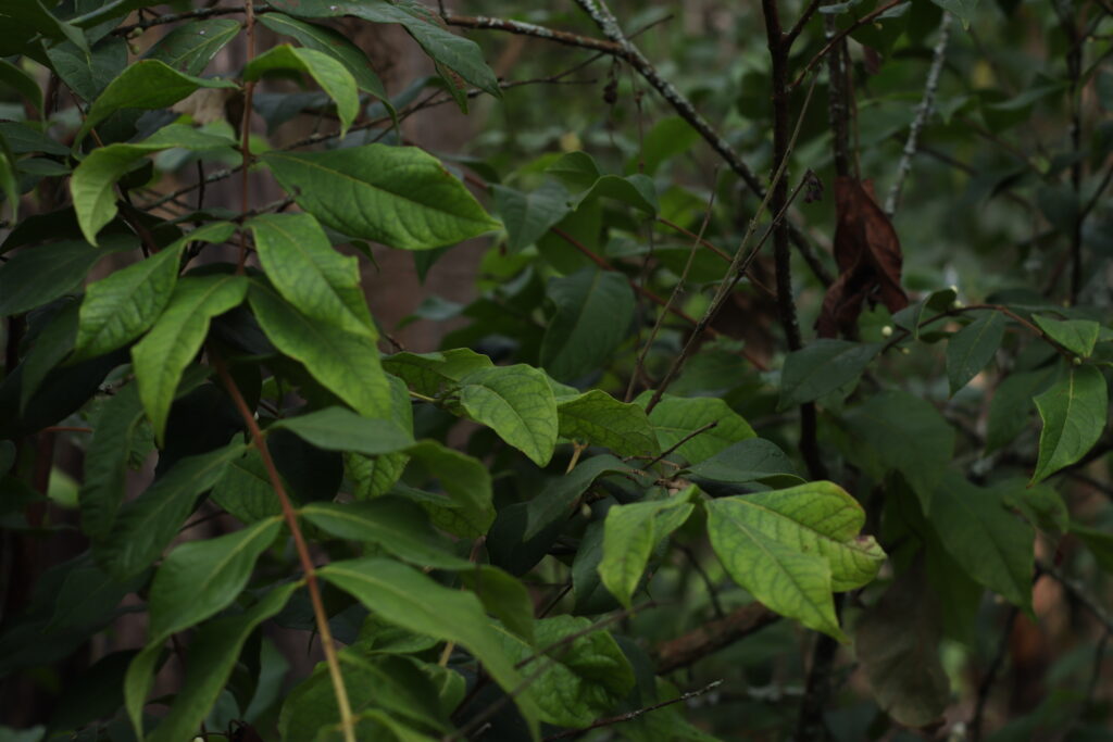 Diana Carolina Motta