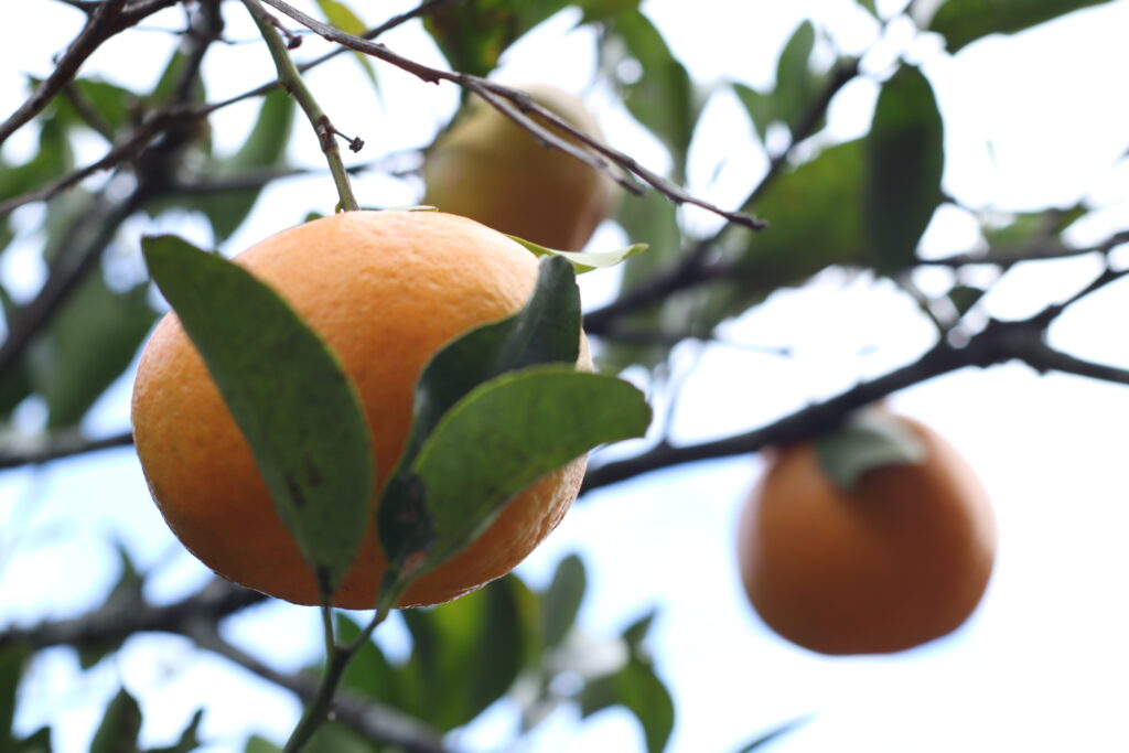 Luis Hernando Trujillo