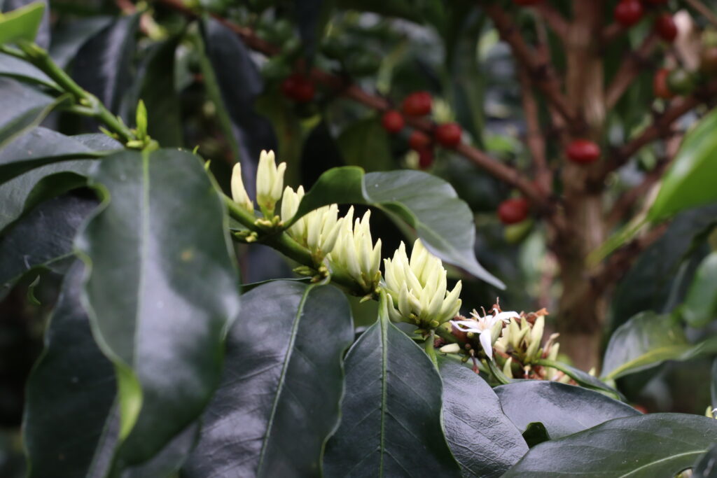 Sandra Milena Castañeda 