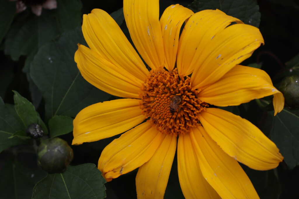 Gloria Esperanza Rojas